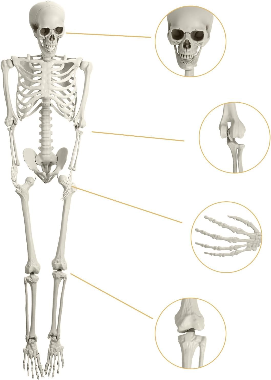 Halloween Skeleton Decoration 65inch Plastic Life Size S856871