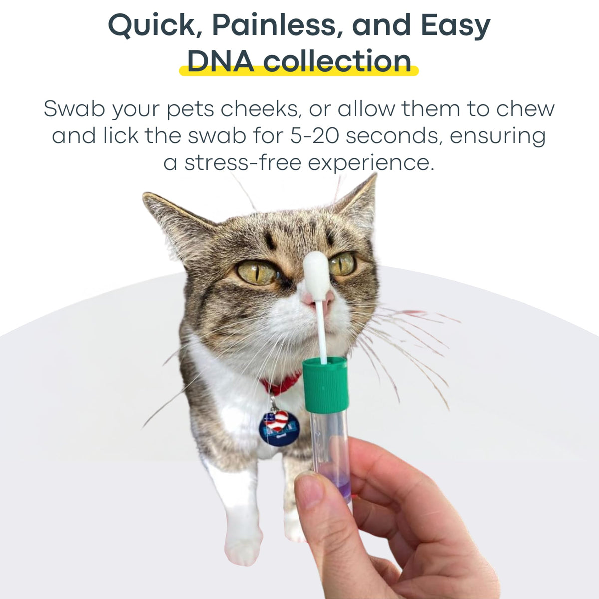 Cat DNA Test Kit J287