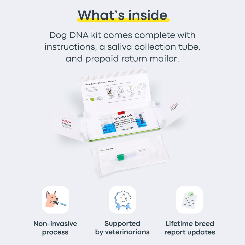 Cat DNA Test Kit J287