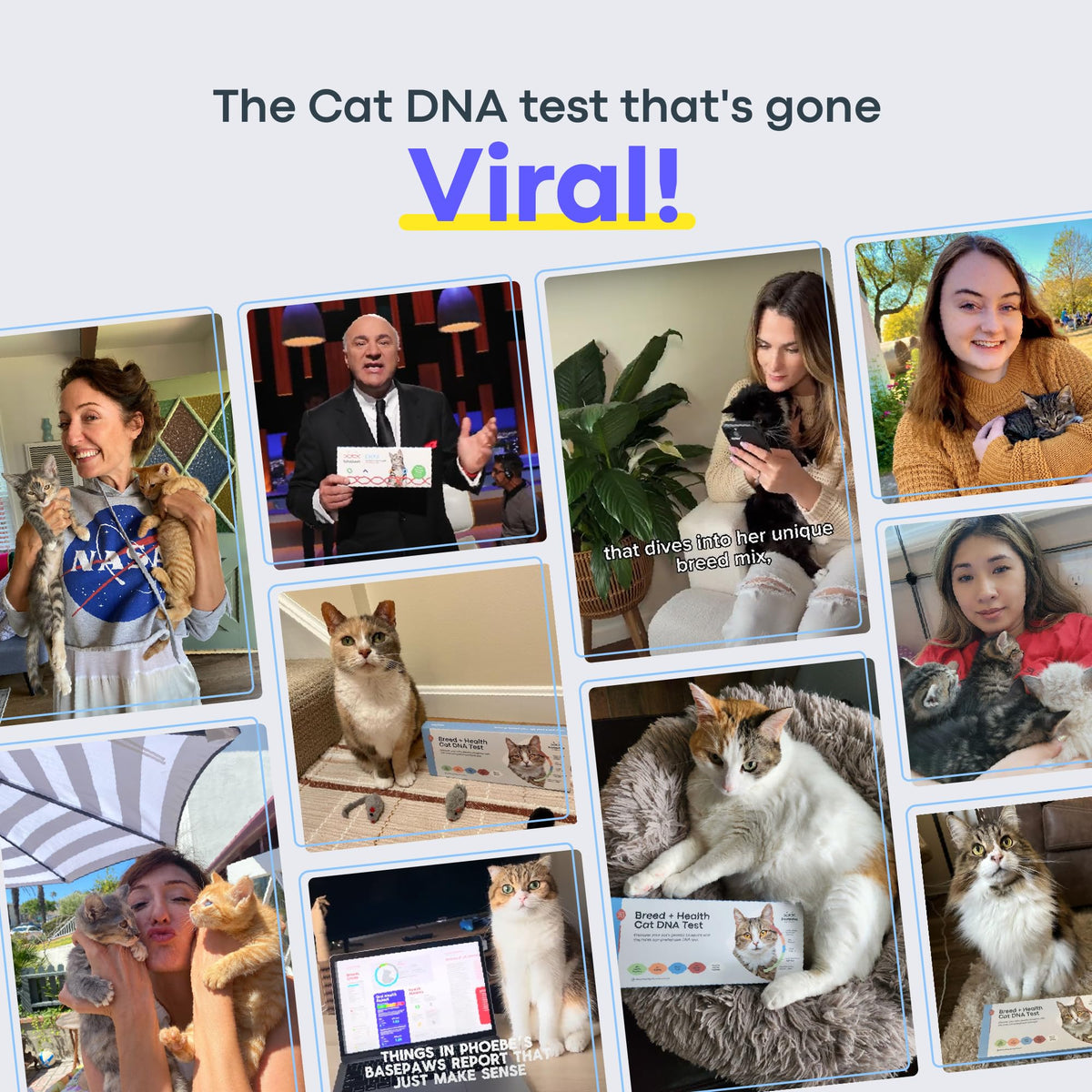 Cat DNA Test Kit J287