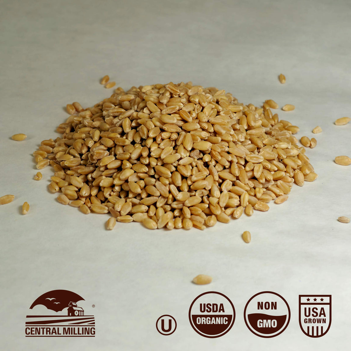 Organic Hard White Wheat Berries 25 lbs E5128