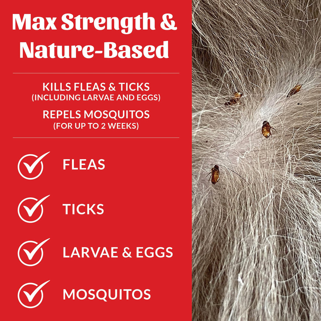 Natural Flea and Tick Dog Shampoo 16 oz R8266